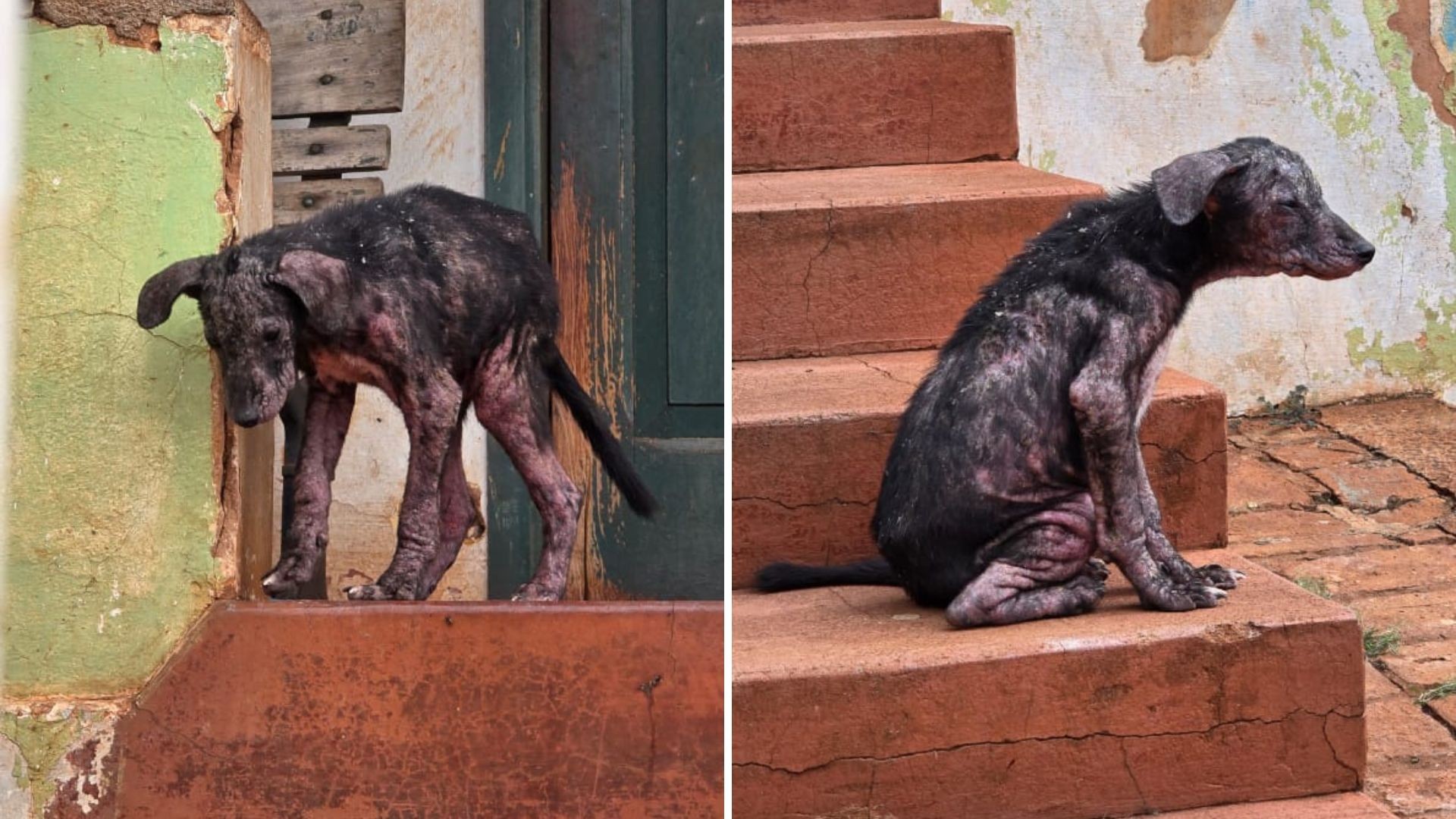 Mulher é presa em flagrante por maus-tratos e abandono de cães com quadro grave de sarna no interior de SP