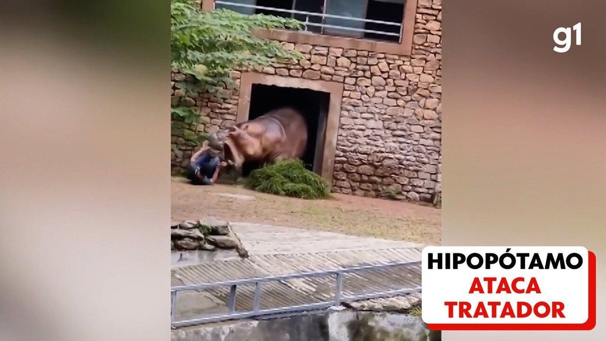 Hipopótamo ataca tratador em zoológico na China; veja vídeo
