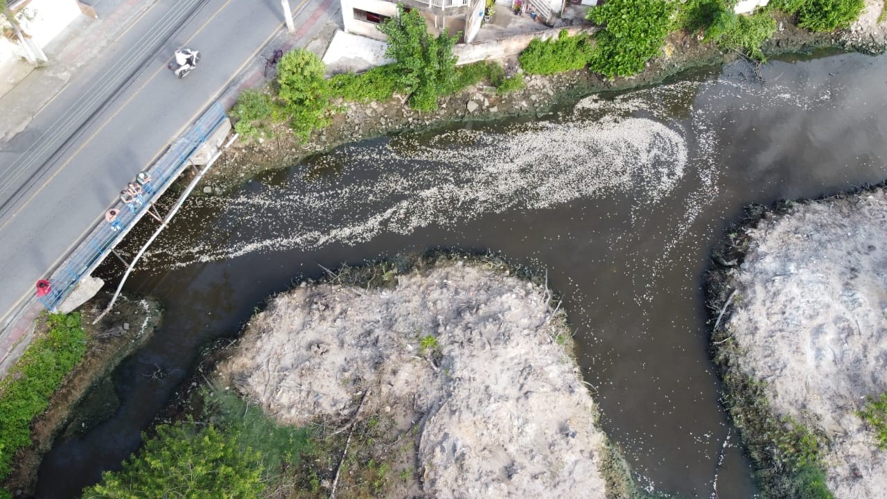 Milhares de peixes são encontrados mortos em rio que corta cidade da Grande Florianópolis; VÍDEO