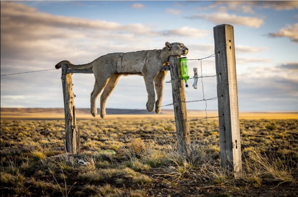 Uma foto de uma puma morta em uma cerca na Patagônia, Argentina, deu a vitória na categoria Fotojornalismo para Francisco Negroni — Foto: Francisco Negroni