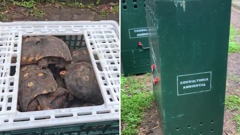 Animais estavam em caixotes para transporte em bosque em Araçatuba (SP) — Foto: Arquivo pessoal