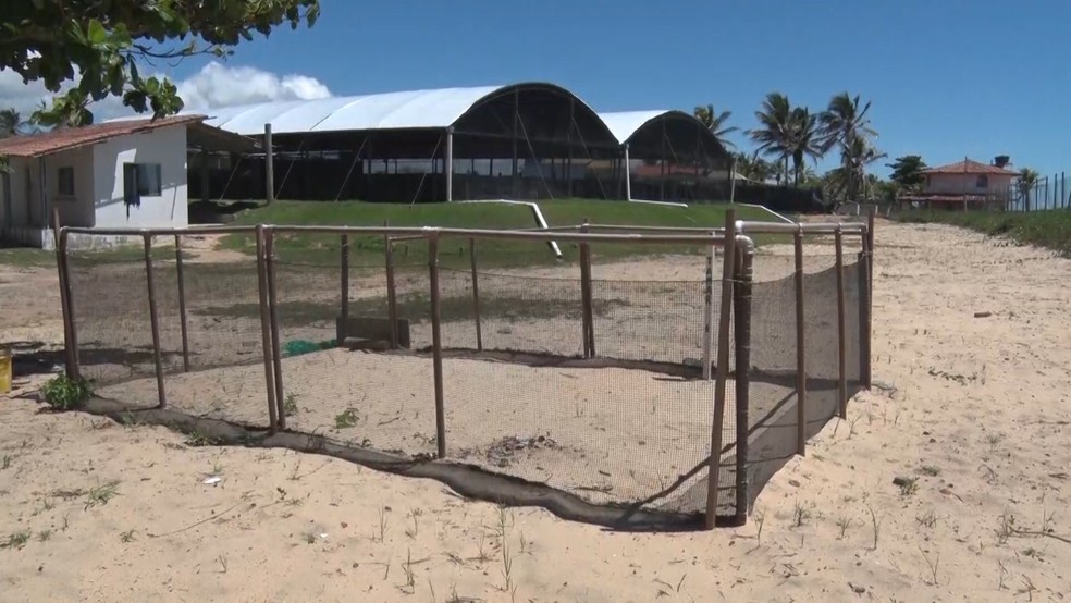 Ninhos de tartarugas são monitorados no extremo sul da Bahia após roubos de ovos em pontos de desova — Foto: Reprodução/TV Santa Cruz