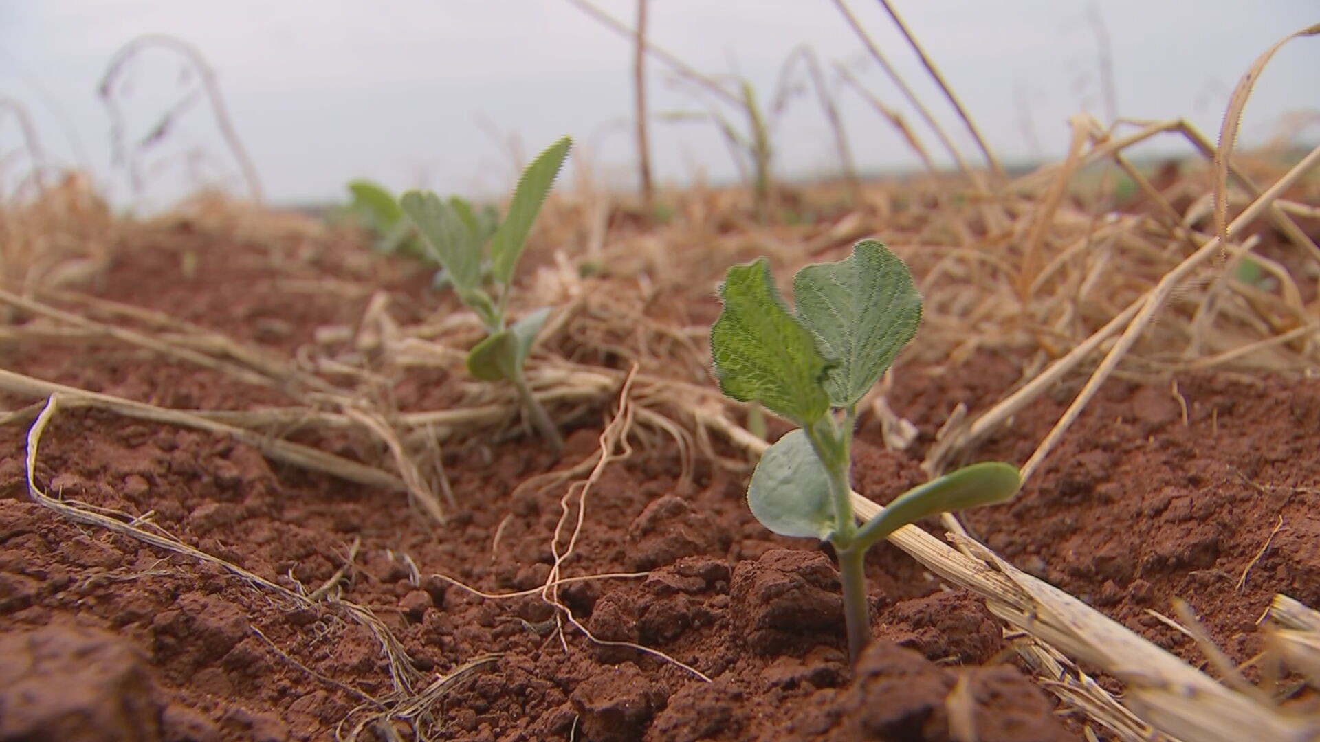 Estiagem atrapalha início do plantio da soja em SP