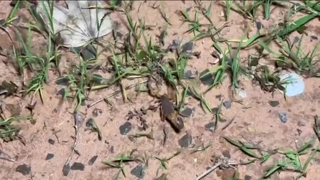 Força-tarefa captura escorpiões no interior de SP para evitar acidentes e produzir soro