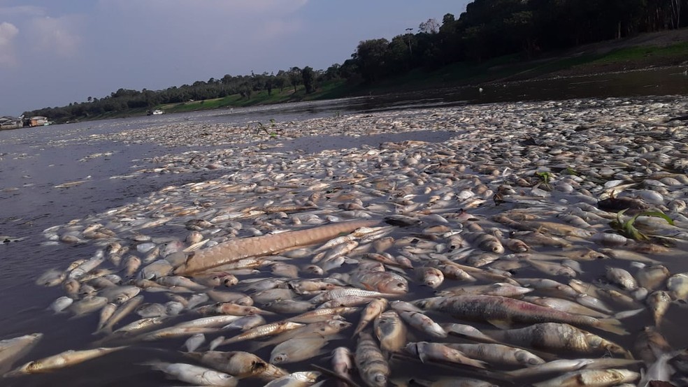 Peixes morrem no Lago do Piranha em Manacapuru durante seca no Amazonas — Foto: Rede Amazônica