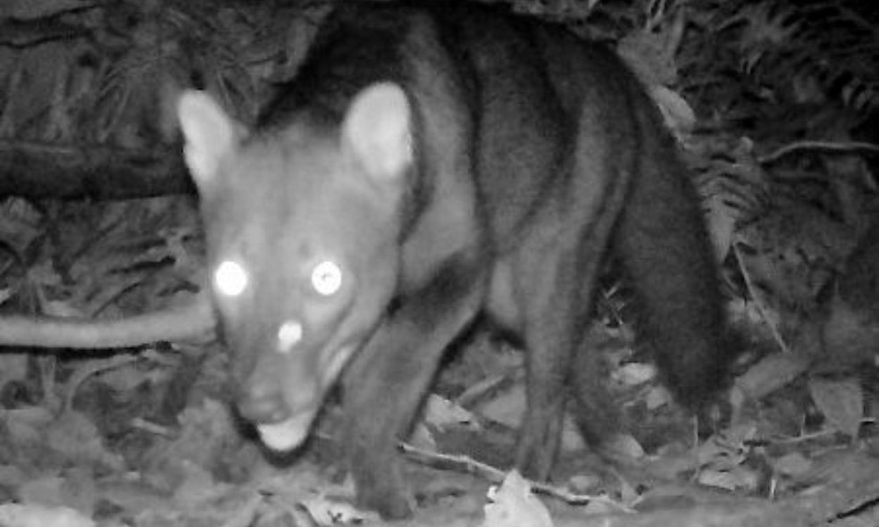 Cachorro do mato flagrado à noite — Foto: felipecampos / iNaturalist