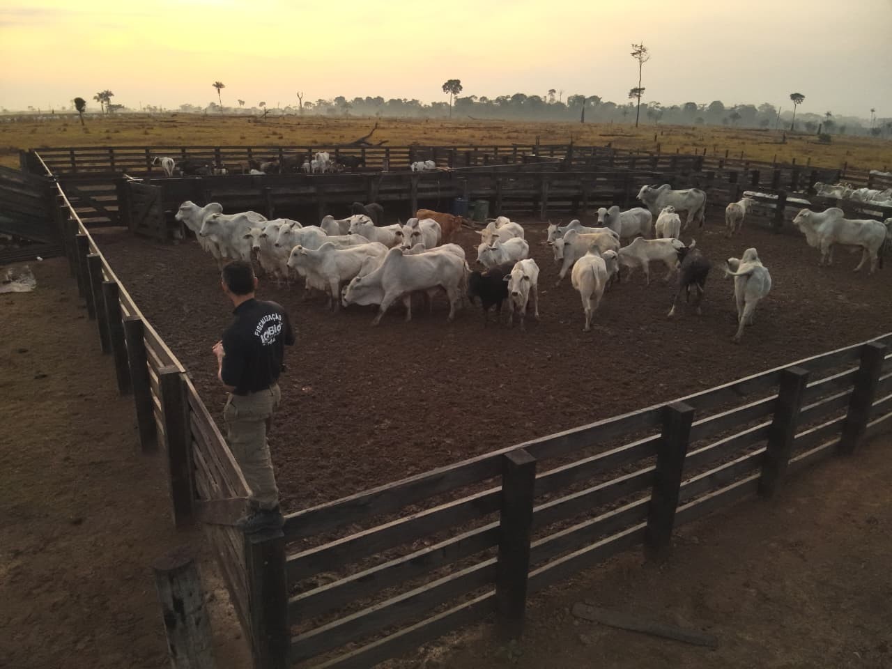 Operação federal de combate a gado ilegal aplica R$ 22 milhões em multas na Terra do Meio, área de preservação no Pará