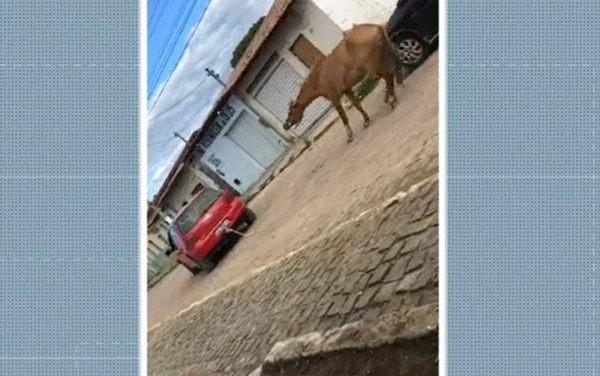 VÍDEO: Cavalo amarrado com corda é puxado à força por caminhonete em  Divinópolis, Centro-Oeste