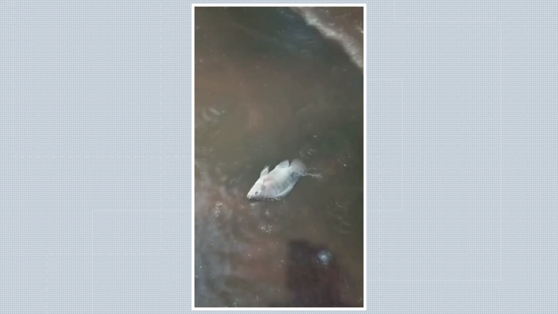 Peixes vão parar no meio de avenida durante temporal em Ribeirão Preto; VÍDEO