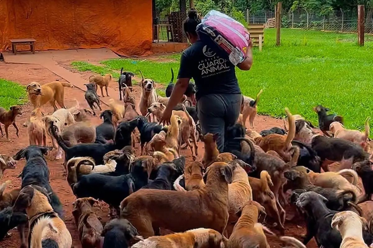 ONG terá 10 meses para doar 73 cães antes de fechar após acordo judicial em Campo Grande