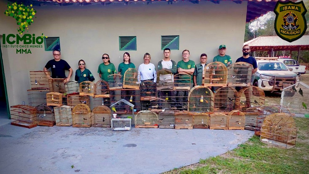 Operação do Ibama resgata mais de 70 animais em cativeiro e aplica R$ 64 mil em multas no Piauí e Ceará — Foto: Divulgação /Ibama