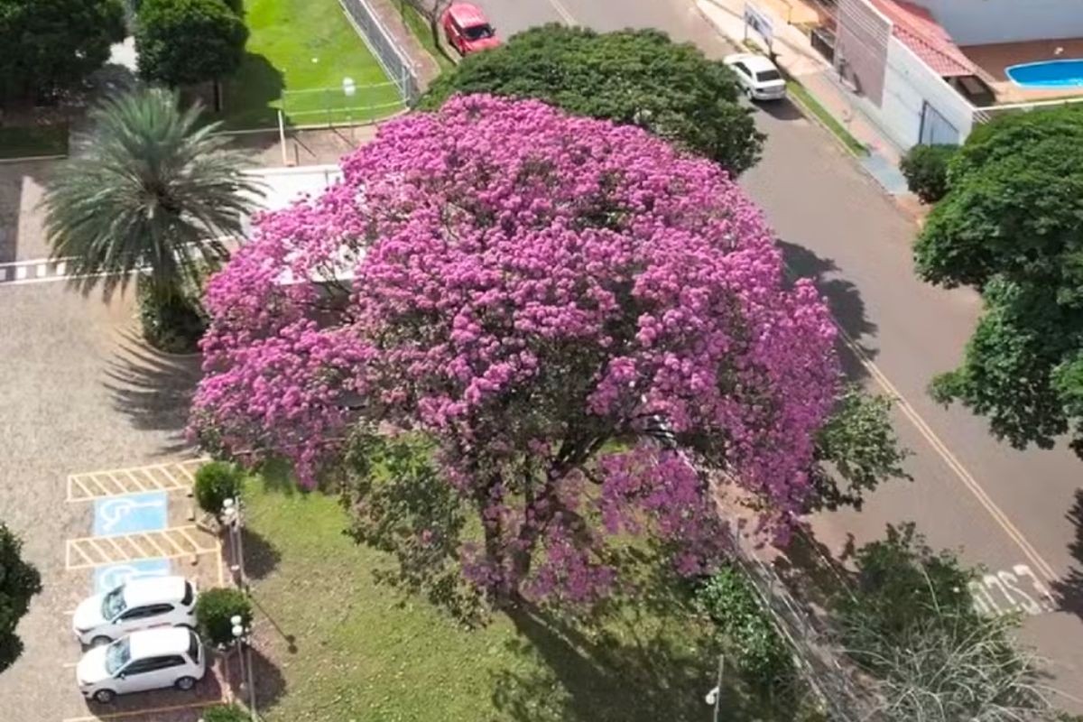 Capital mais arborizada do Brasil cria lei para proteger árvore símbolo da cidade