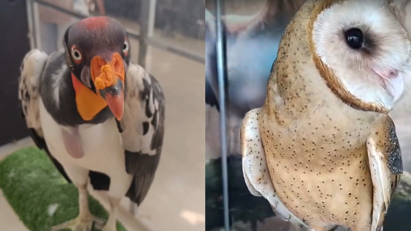 Expocrato segue até domingo (19) com 3 mil animais expostos e espaço para artesanato