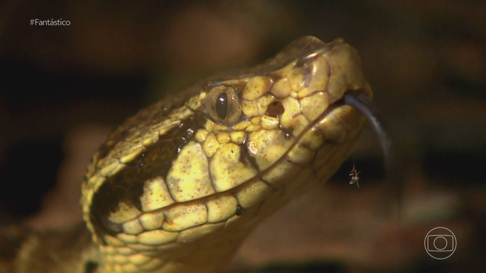 19 melhor ideia de Cobras venenosas