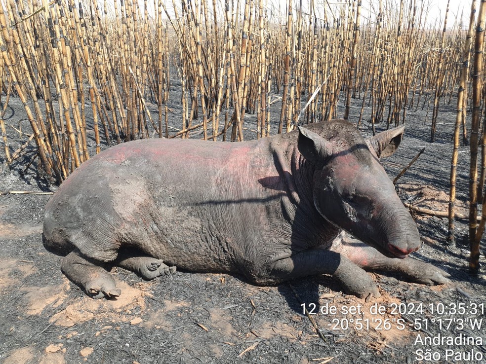 Anta queimada durante incêndio na zona rural de Andradina (SP) — Foto: Divulgação / Polícia Ambiental