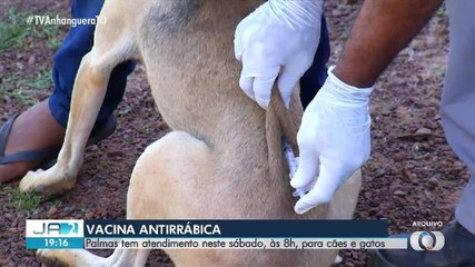 Palmas promove ação de vacinação antirrábica para cães e gatos; confira