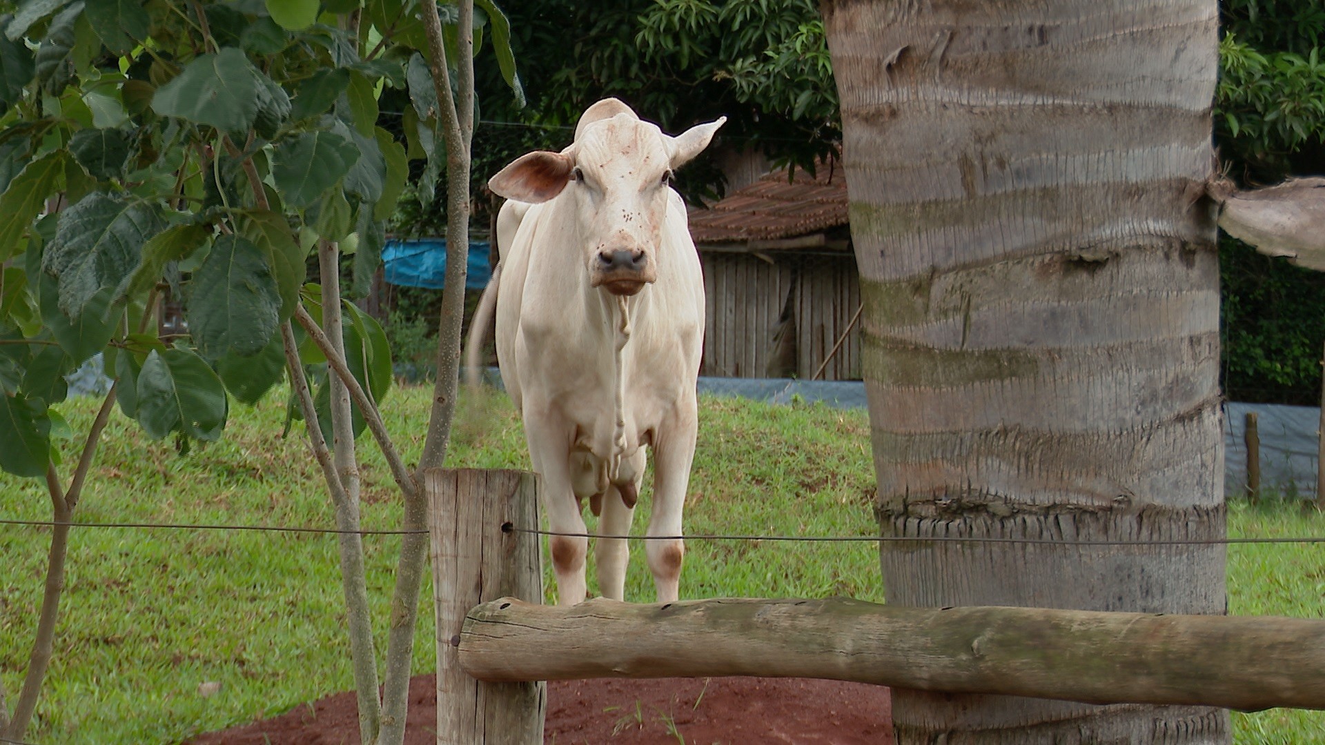 VÍDEO: Câmeras flagram momento em que vaca abre a porteira e foge no Paraná 