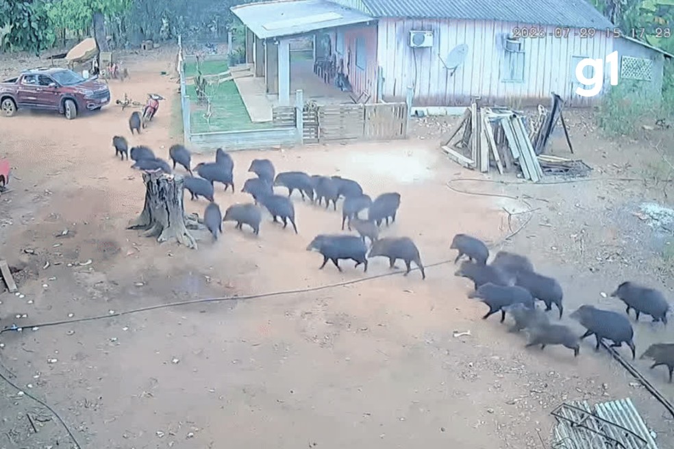 ''Porcos selvagens' invadem quintal de casa e colocam moradores para correr em MT — Foto: Reprodução