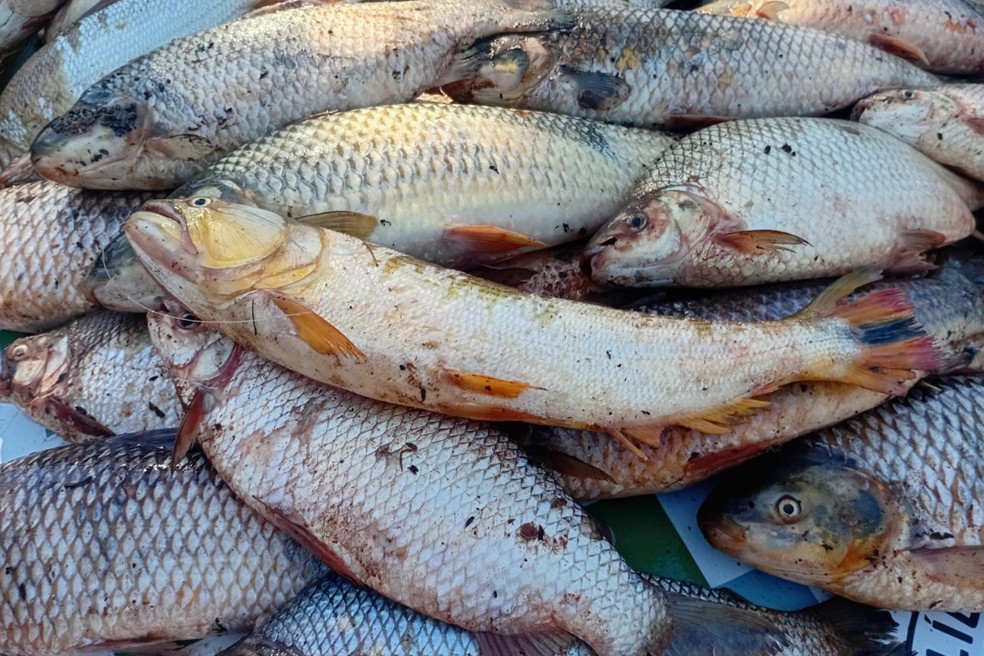 Peixes estavam em bom estado de conservação e foram doados a uma entidade beneficente de Dracena — Foto: Polícia Ambiental/Divulgação