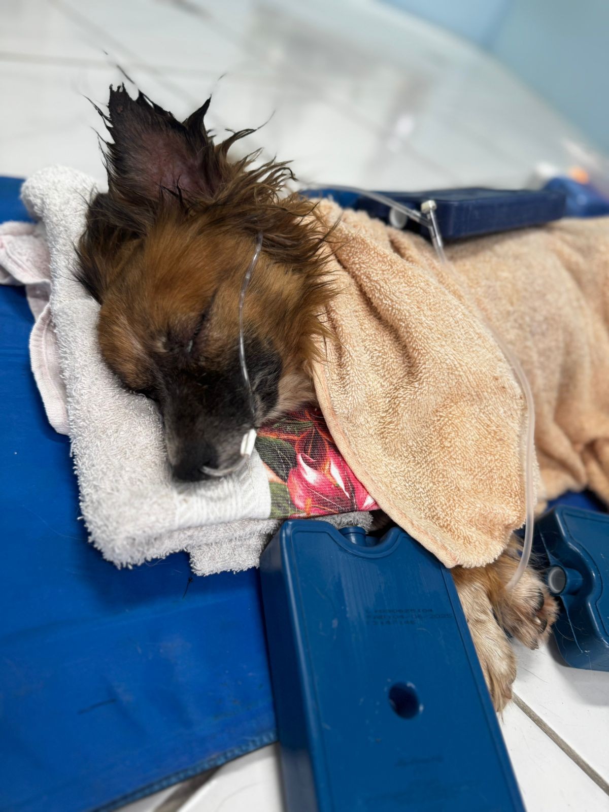 Cachorro é encontrado enterrado vivo em Sapiranga; polícia investiga maus-tratos