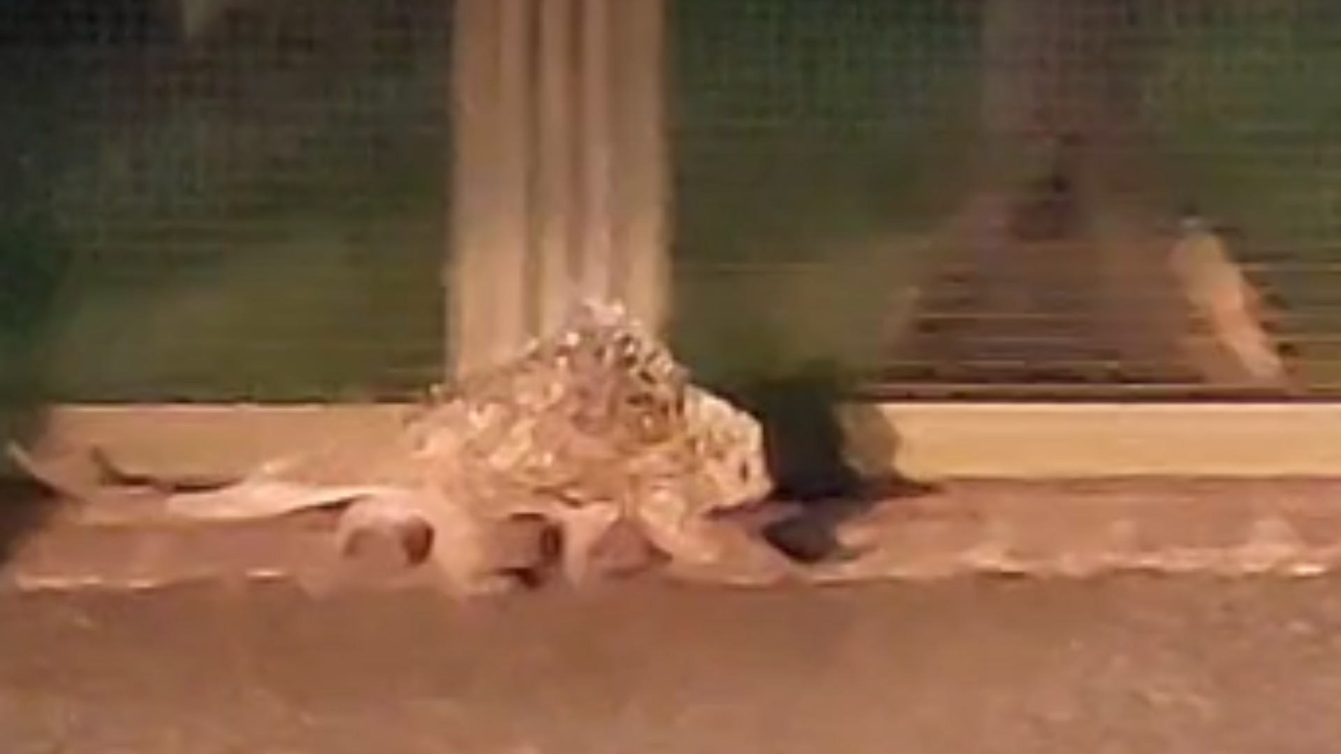 VÍDEO: Porco-espinho é flagrado em ‘rolezinho noturno' no Bairro Alto Umuarama, em Uberlândia