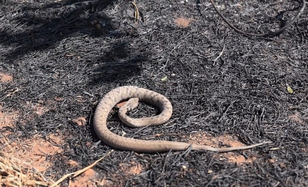 Cobra morreu carbonizada, no Pantanal. — Foto: Itamar Silva/TV Morena