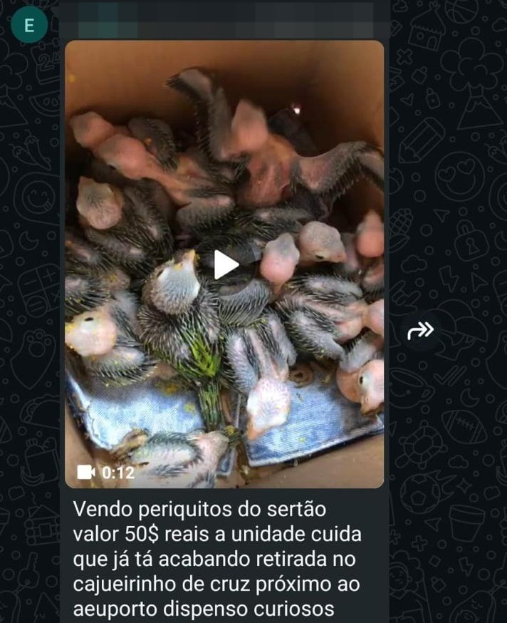 Traficantes usam grupos de mensagens para vender animais silvestres. — Foto: Ibama/Reprodução
