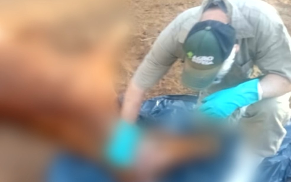 Cavalos morrem após serem mordidos por morcegos e contraírem raiva, em Santa Helena de Goiás — Foto: Reprodução/TV Anhanguera
