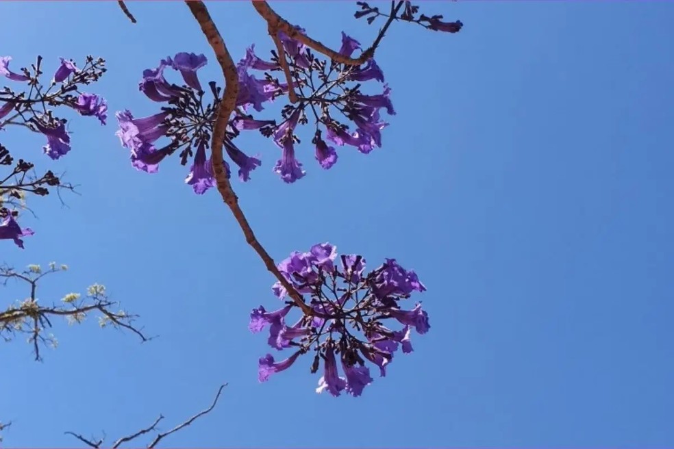 Ipê roxo florido utilizado como símbolo para lembrar as vítimas de feminicidio em MT — Foto: MPMT
