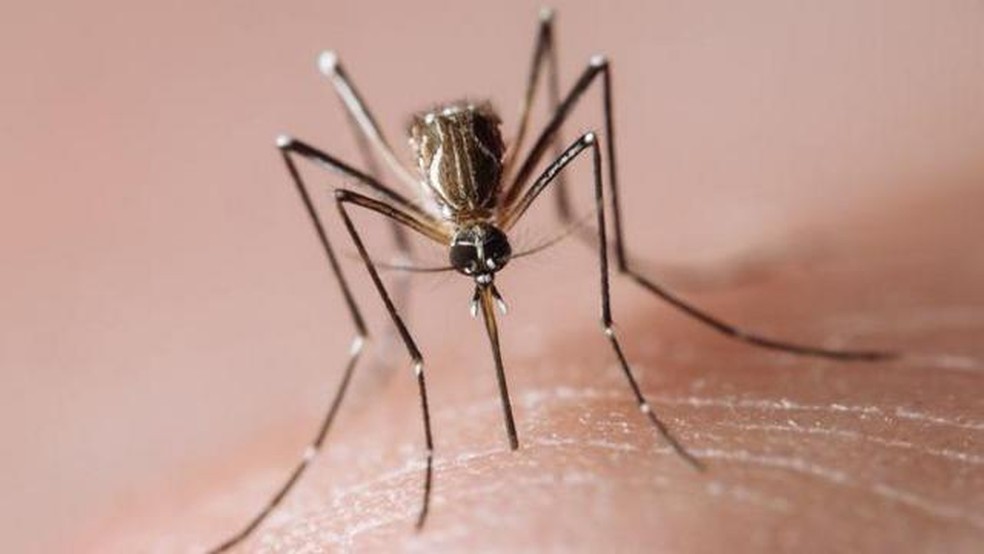 O Brasil já teve mais de 400 mil casos prováveis de dengue em 2024 — Foto: Getty Images/BBC