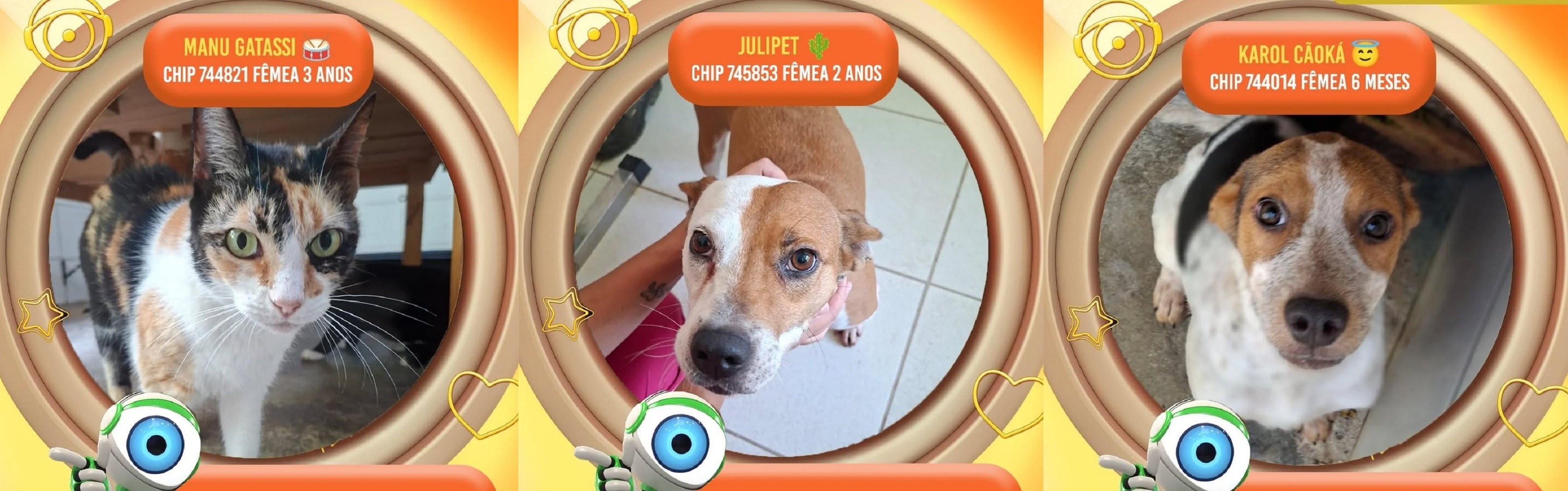 Karol Cãoká, Julipet e Manu Gatassi: canil batiza animais inspirado em participantes icônicos do BBB para promover adoção em Juiz de Fora