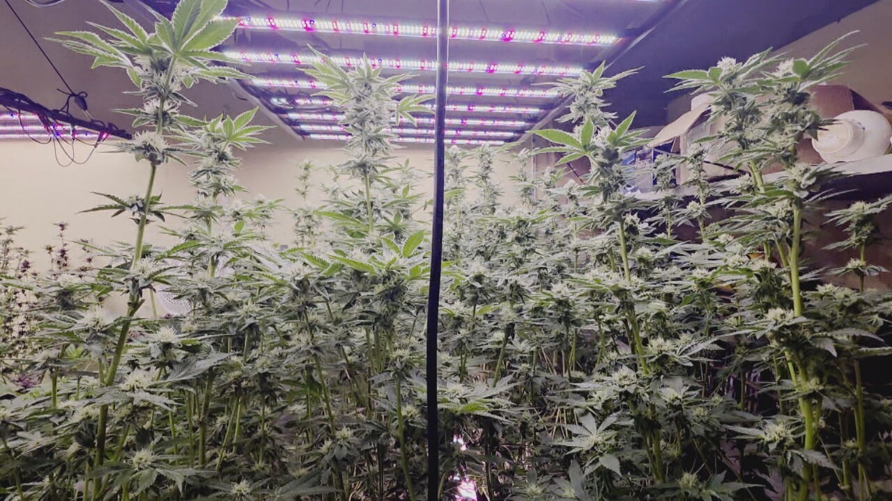 Polícia investiga se habeas corpus para cultivo de cannabis medicinal foi usado para venda de drogas em SP