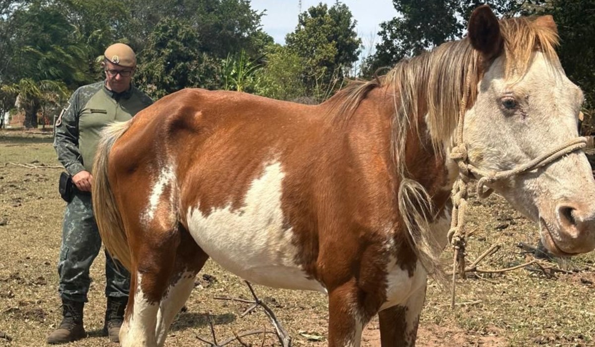 Idoso é multado por maus-tratos a cavalo em chácara de Martinópolis