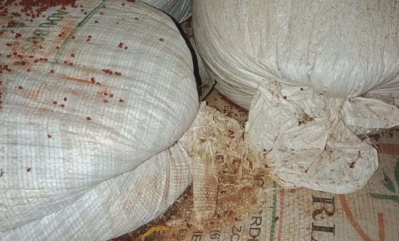 Fábricas de temperos são interditadas na Bahia após fiscais encontrarem fezes de ratos 