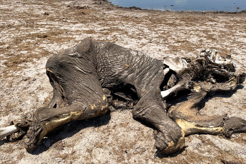 A carcaça de um elefante morto jaz perto de um bebedouro no Parque Nacional de Hwange, Zimbábue, 7 de dezembro de 2023. — Foto: REUTERS/Nyasha Chingono