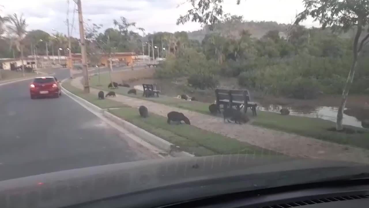 Prefeitura cria grupo para monitorar capivaras em condomínio na zona leste de Teresina