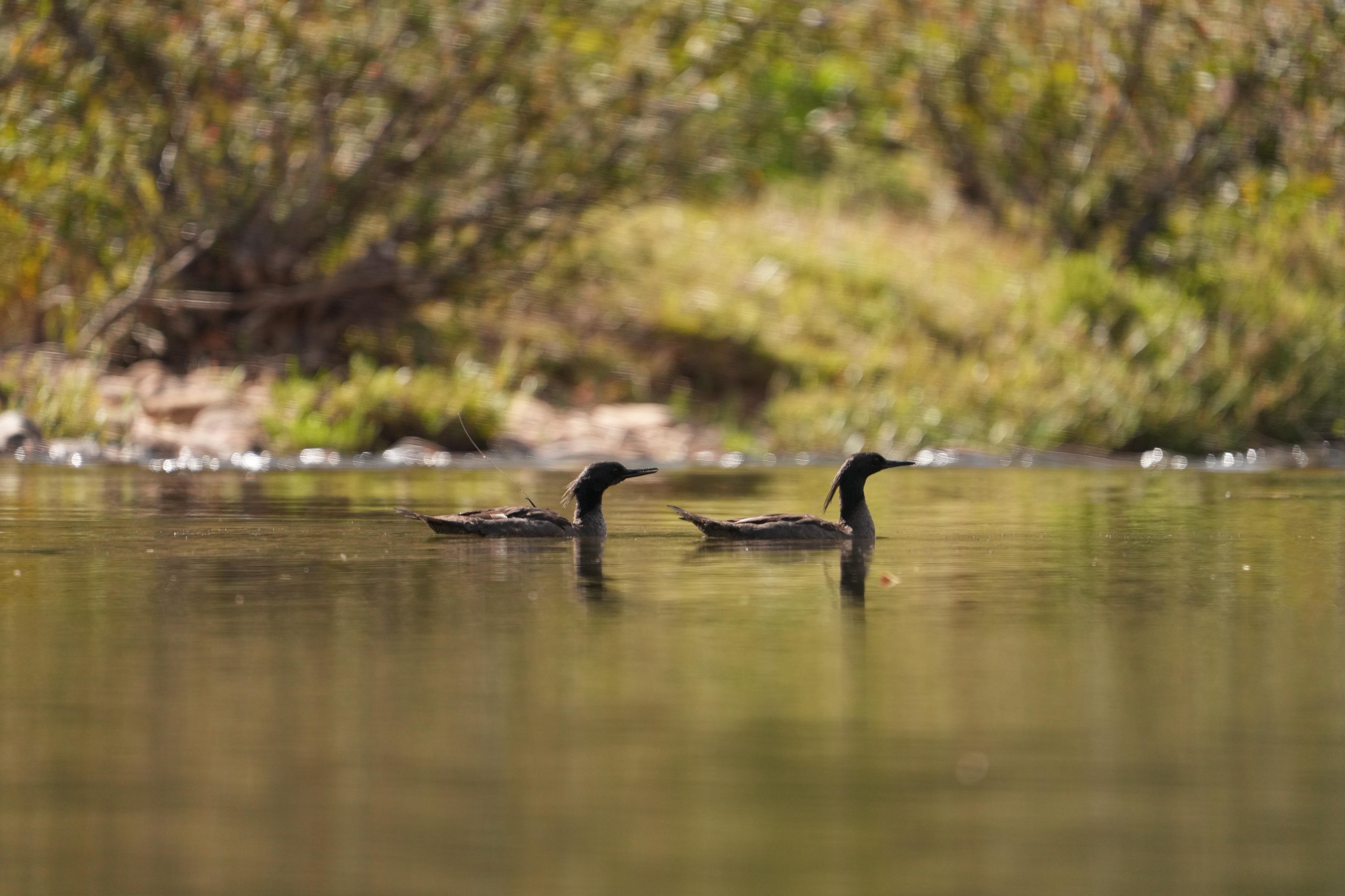 Bióloga flagra cópula de pato-mergulhão, uma das aves mais ameaçadas do Brasil