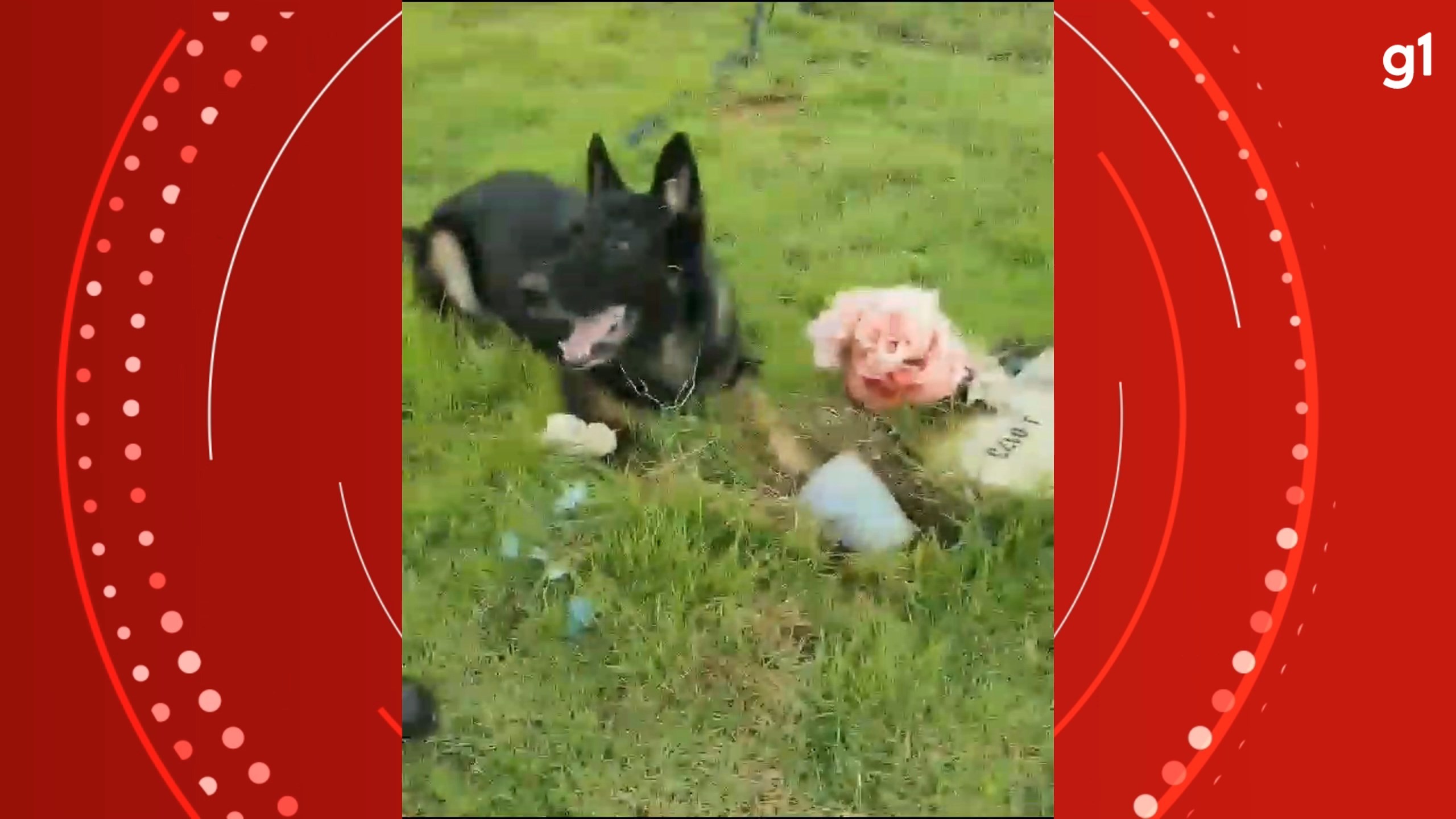 VÍDEO: Cachorro da polícia encontra drogas escondidas em túmulo de cemitério no ES