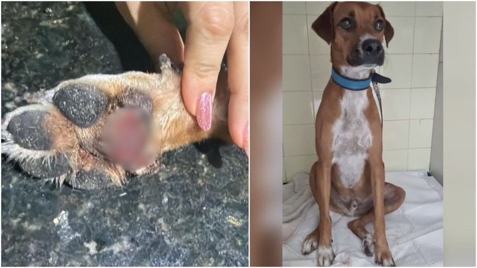 Cão Alfredo, de cerca de 2 anos de idade, teve ferimentos nas quatro patas após ser arrastado em moto, em Camocim. — Foto: Associação Patinhas Camocim