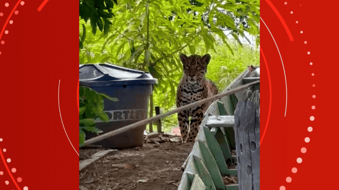 VÍDEO: pescador volta para casa e encontra onça-pintada próxima de barco em rancho de MT