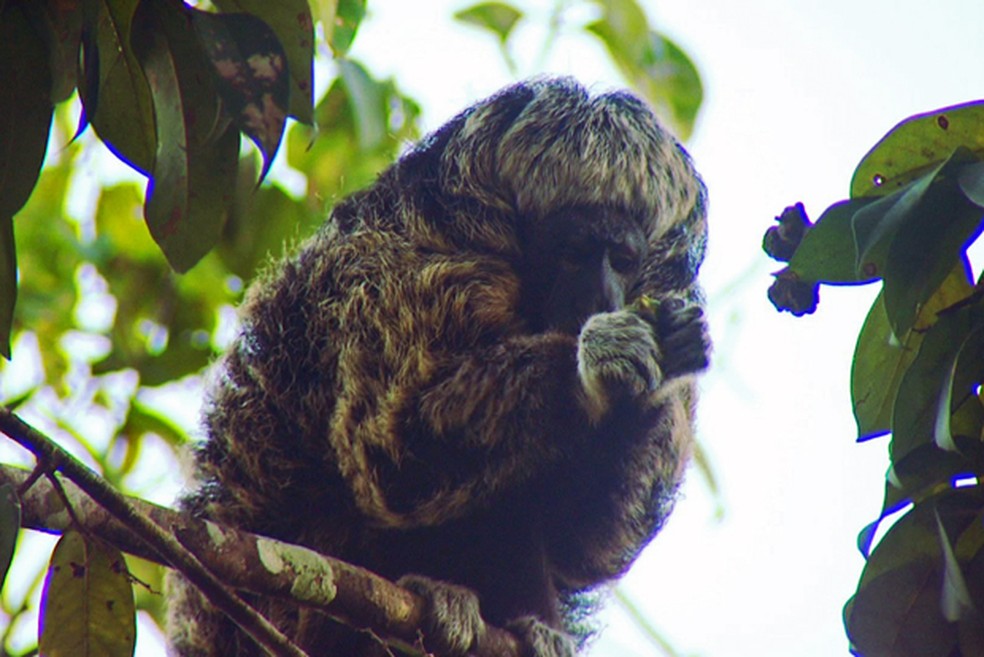 Este animal habita a floresta amazônica em sua parte mais densa — Foto: Arquivo TG