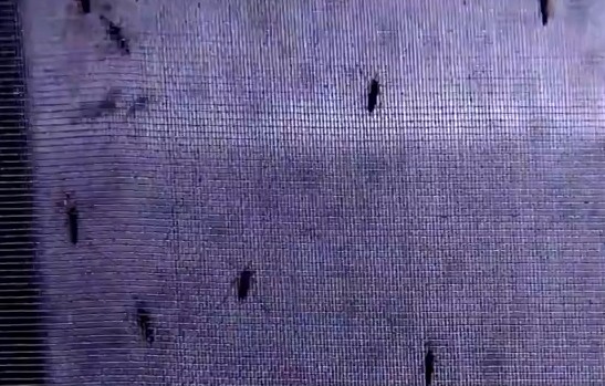 Saúde de SP confirma 2ª morte por dengue em Ariranha