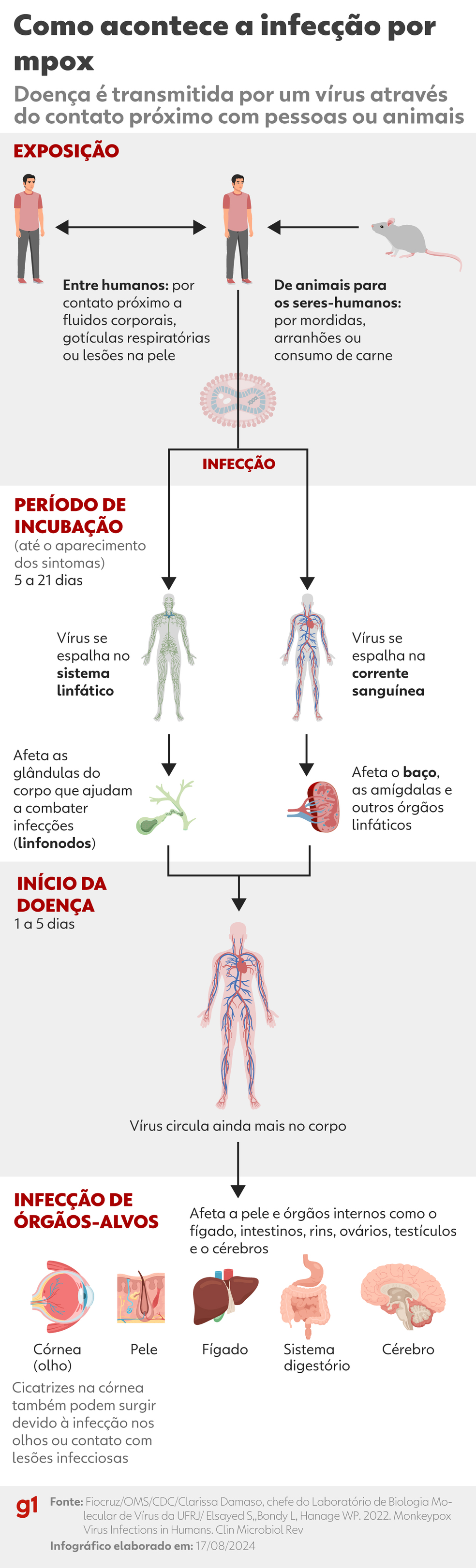 Entenda como o vírus da mpox infecta o corpo humano. — Foto: Ana Moscatelli/Arte g1