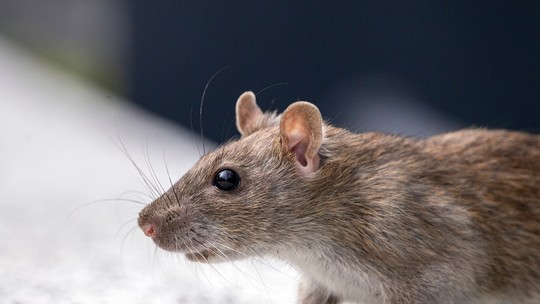Falta de ferro na gravidez pode alterar sexo biológico do bebê, indica estudo - Pesquisa descobriu que camundongos gestantes com deficiência de ferro foram afetadas e fetos masculinos desenvolveram órgão reprodutor feminino. Ainda não se sabe interferência em humanos, mas pesquisa publicada na Nature sugere que não só a genética pode influenciar determinação do sexo.