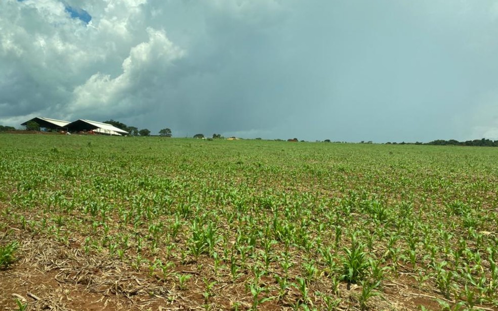 Agricultura regenerativa: entenda como funciona o modelo agrícola que está  sendo implantado na produção de leite nas fazendas de Goiás, Goiás