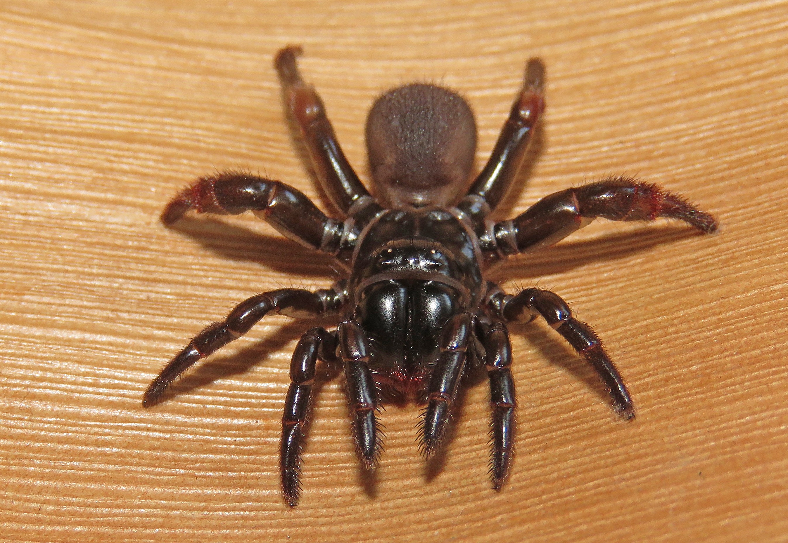 Veneno que paralisa e “derrete”: veja como a aranha-de-alçapão caça em esconderijo perfeito