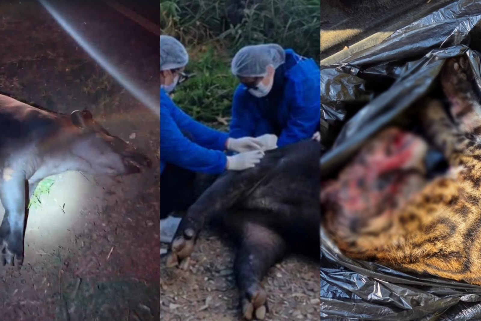Três animais ameaçados de extinção morrem atropelados em rodovias do interior de SP em dois dias: 'Perda absurda', diz biólogo