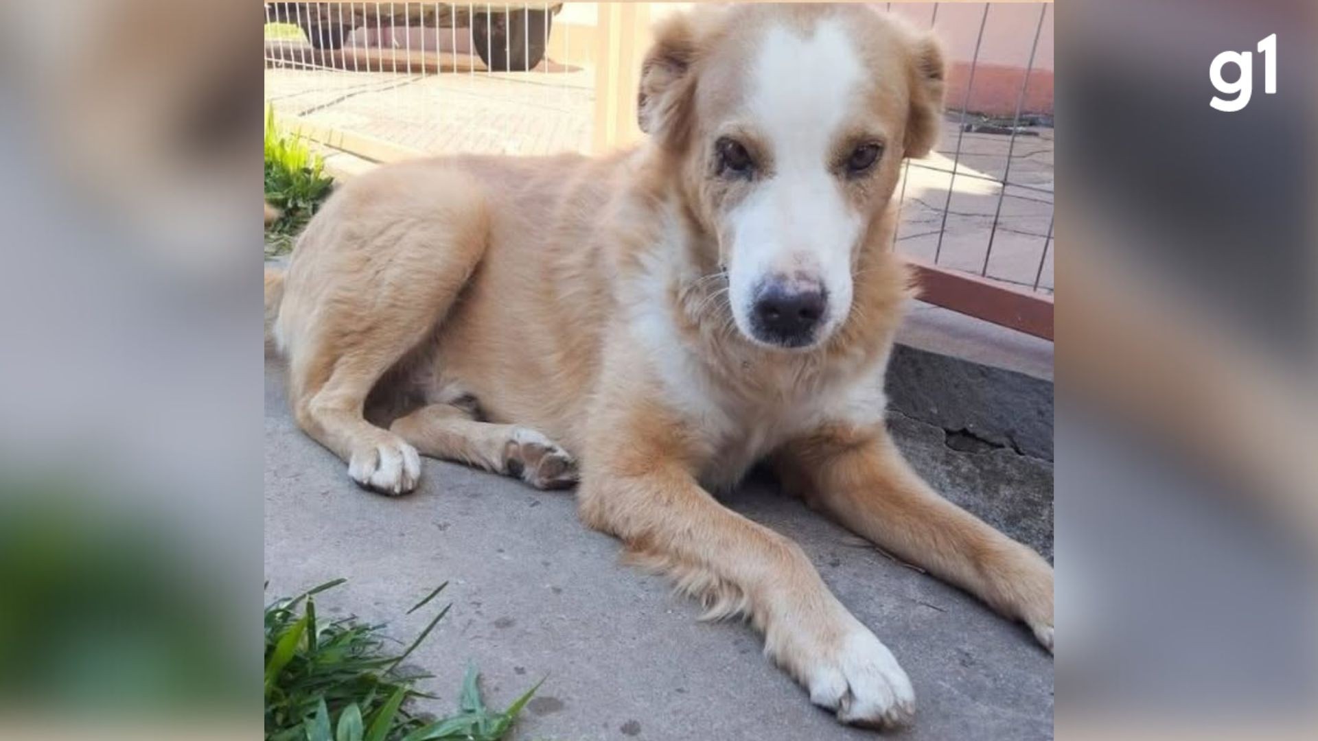 Cão comunitário desaparece e polícia investiga agressão no RS