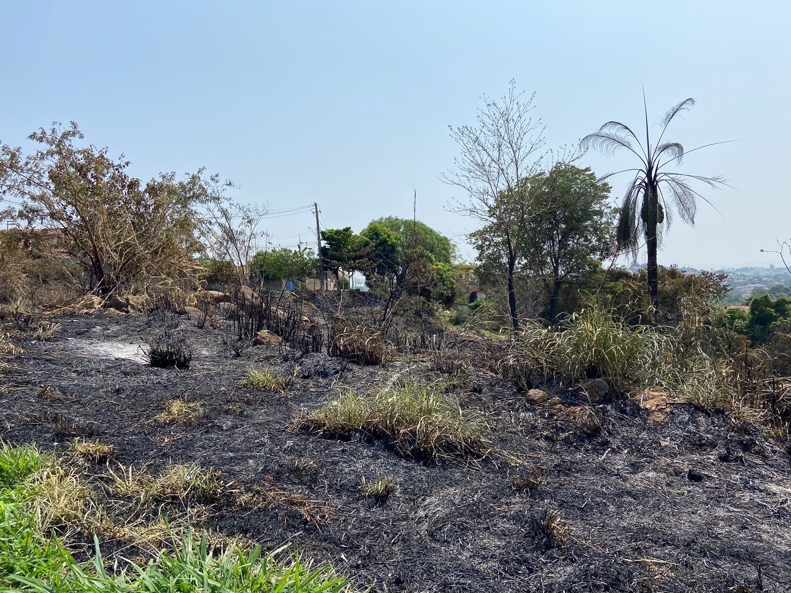 Novo incêndio destrói oito hectares e atinge área de proteção em Espírito Santo do Pinhal