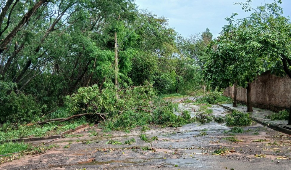 Temporal provoca mais de 20 ocorrências e derruba árvores e postes em Tarabai (SP) — Foto: Defesa Civil/Divulgação